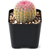 Rainbow Hedgehog Cactus Live Plant - 2 Inch Colorful Indoor Succulent Gift | Vibrant Ringed Colorful Spines