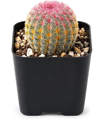 Amazon.com : Fat Plants San Diego Cactus Plants. Variety Package