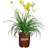 Southern Living 1 Gal. Daylily Stella