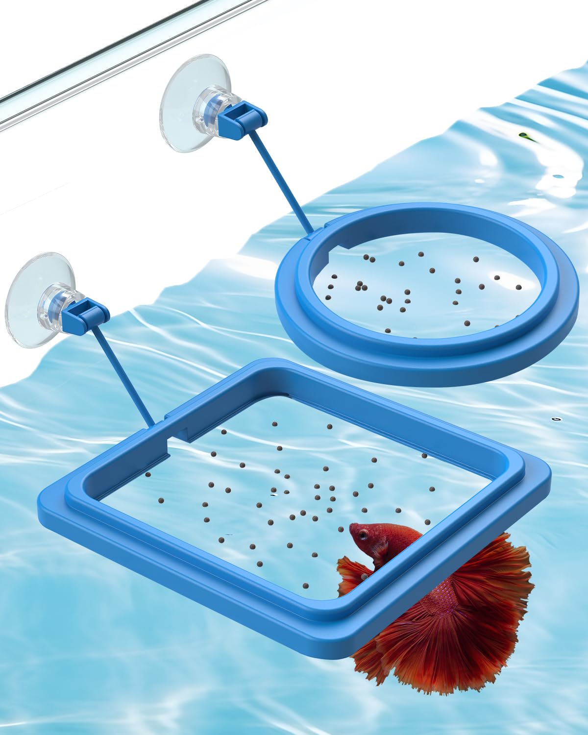 Photo 1 of Pawfly 2 Pcs Fish Feeding Ring for Aquarium – Round and Square Floating Food Feeder with Suction Cup for Betta, Goldfish, Guppy, Turtle & Small Fish