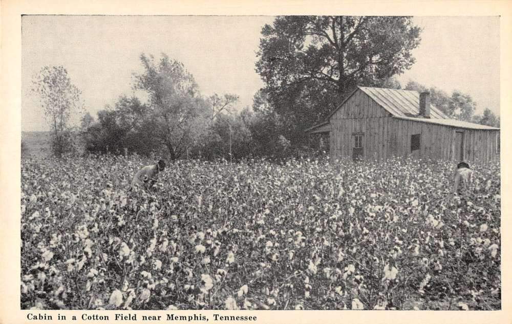 Memphis Tennessee View Of Cabin In A Cotton Field Antique Pc