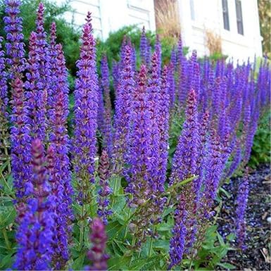 ScoutSeed Semillas de Chia Semillas de Salvia Bonsai ...