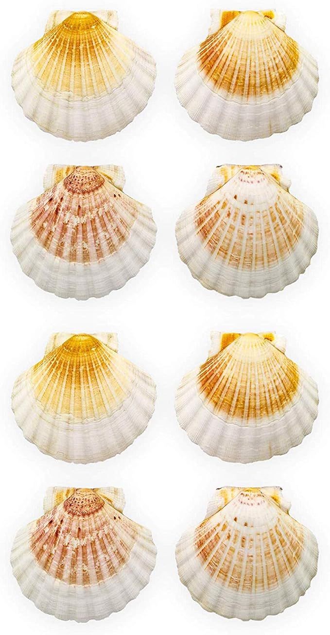 MEYAGOT Natürliche Muscheln 18-20cm - Große Meeresschalen Für Deko & Basteln