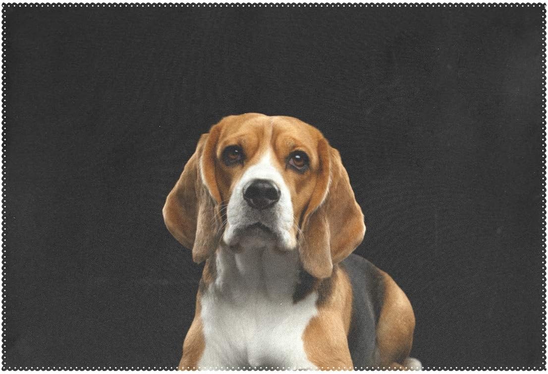 purebred beagle
