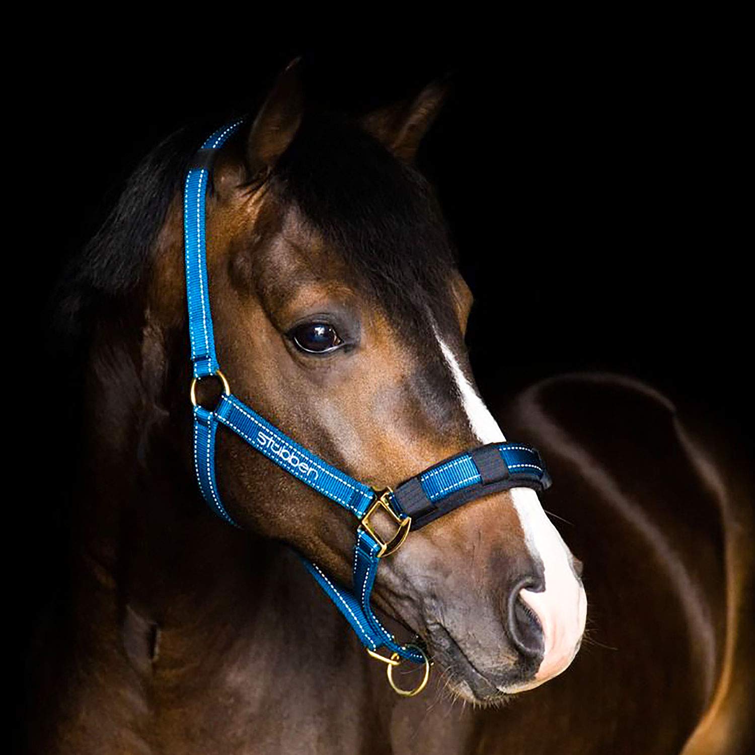 StübbenStable halter with reflecting thread