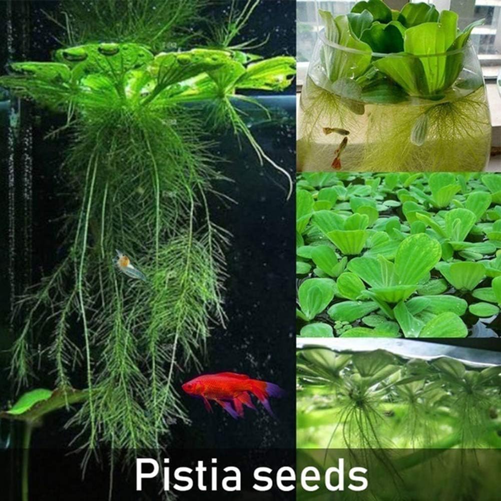 pittospwer 100Pcs Pistia Seeds Home Garden Pond Aquatic Plant Pool Aquarium Fish Tank Decor - Pistia Seeds