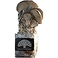 Blue Oyster Mushroom Grow Kit by Oakland Mushroom Co. | Handmade with Organic Ingredients | Ready to Grow | Harvest in 7-14 Days