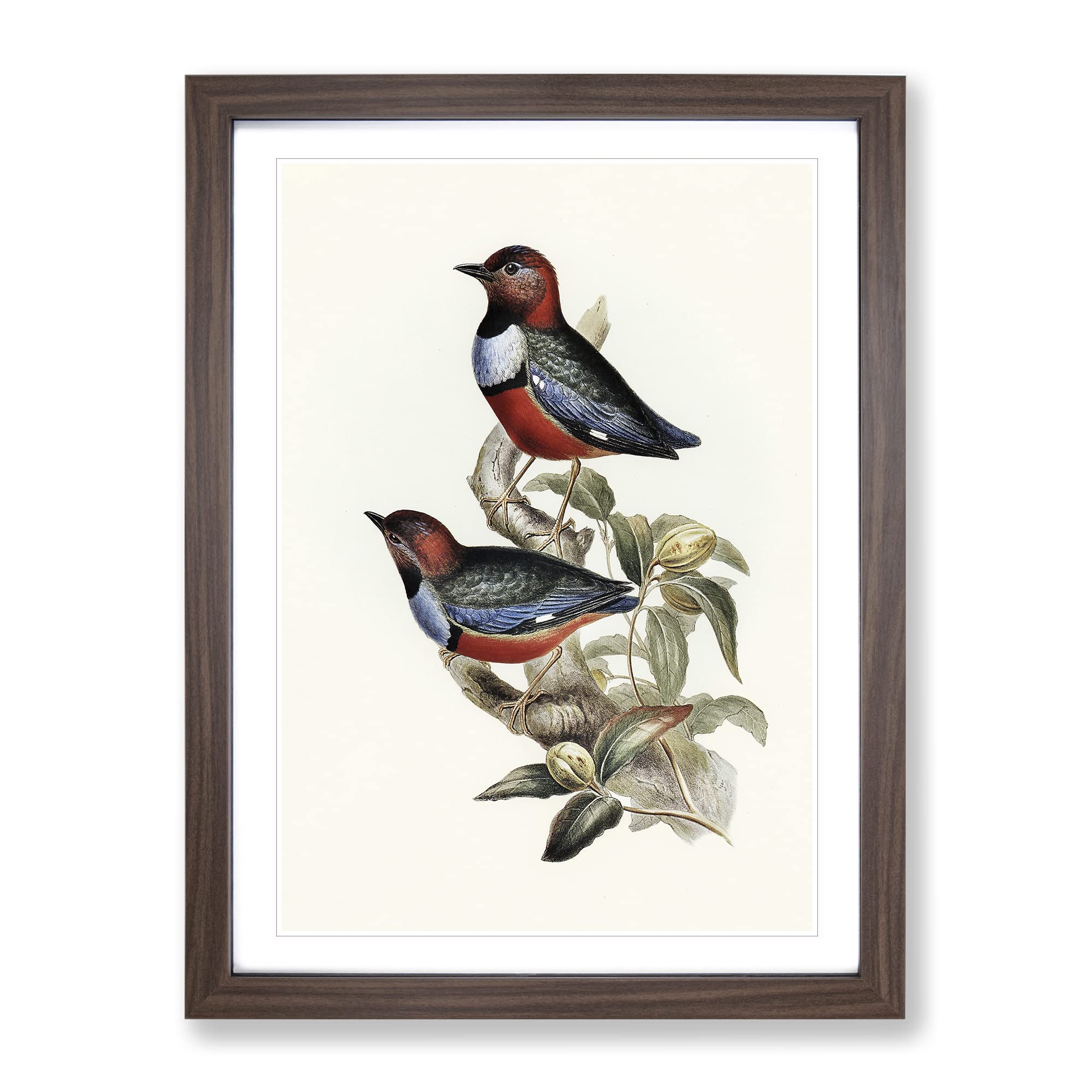 Macklot'S Pitta Birds By Elizabeth Gould Vintage Framed Wall Art Print, Ready to Hang Picture for Living Room Bedroom Home Office Décor, Walnut A4 (34 x 25 cm)