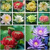 60 Pcs Mix Bonsai Bowl Lotus Seeds Water Lilys Flower Plant Lotus Flower Seeds for Planting Water Seed Fresh Garden Seed
