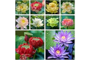 60 Pcs Mix Bonsai Bowl Lotus Seeds Water Lilys Flower Plant Lotus Flower Seeds for Planting Water Seed Fresh Garden Seed