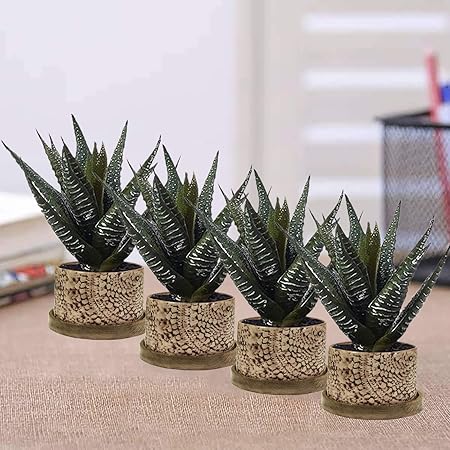 Lasaki Oxygen Small White Brown Gloss Ceramic Pots with Wooden Stand Plate for Indoor Plants Planters Flower pots Outdoor Succulent Pot(wp6) Set of 4