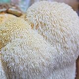 Mushroom Mojo Lions Mane Mushroom Mycelium Plug
