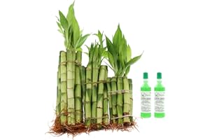 NW Wholesaler - 30 Stalk Lucky Bamboo Bundle and 2 Bottles of Bamboo Fert. (10x 4-10x 6-10x 8) Indoor Live Lucky Bamboo Stalks, Indoor Floral Decor, Feng Shui, Lucky Indoor Houseplant
