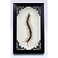 TAXIBUGS Real Centipede Millipede Scolopendra MORSITANS Taxidermy Insect in 3D Wooden Frame (Glass Background Black Frame)