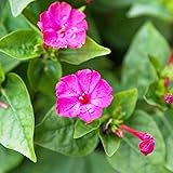 CHUXAY GARDEN 15 Seeds Pink Mirabilis Jalapa Seed