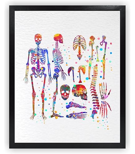 Human Body Model For Kids Human Skeleton Poster - Bone Structure ...