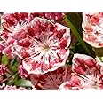 50 MOUNTAIN LAUREL White Pink Red Kalmia Latifolia Shrub Bush Seeds Comb S/H