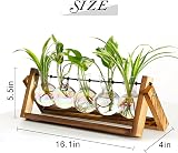 XXXFLOWER Desktop Propagation Station 5 Glass Bulbs with Wooden Stand view 2