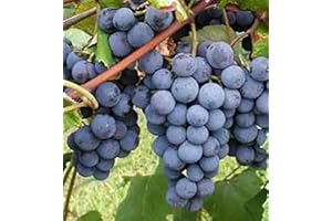 20 Concord Grape Seeds Easy to Grow, Plant, Seasons, Meaningful Gift.