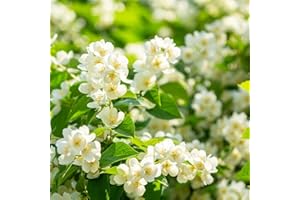 200+ Climbing Jasmine Flower Seeds for Planting, Easy to Grow, Non-GMO, High Germination Fragrant Flowers for Home Garden, Balcony, Trellis, Fence, Vertical Garden Decor, 200pcs