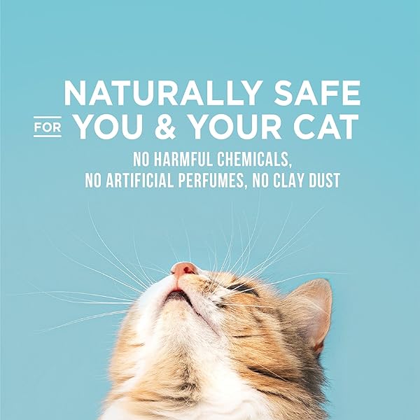WORLD’S BEST CAT LITTER POOP FIGHTER MAXIMUM ODOR DEFENSE, 15-POUNDS – NATURAL INGREDIENTS, QUICK CLUMPING, FLUSHABLE, 99% DUST FREE & MADE IN USA – LONG-LASTING ODOR CONTROL & EASY SCOOPING