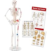 TYRRDE 33.4” Human Skeleton Model with Removable Arms & Legs – Durable Mini Anatomy Model for Teaching, Scientific Study Painted with Numbered Muscle Markings & Display Base (beige)