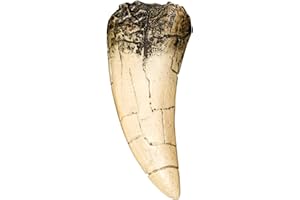 SKULLS UNLIMITED INTERNATIONAL Tyrannosaurus Rex Dinosaur Tooth (Recreation)