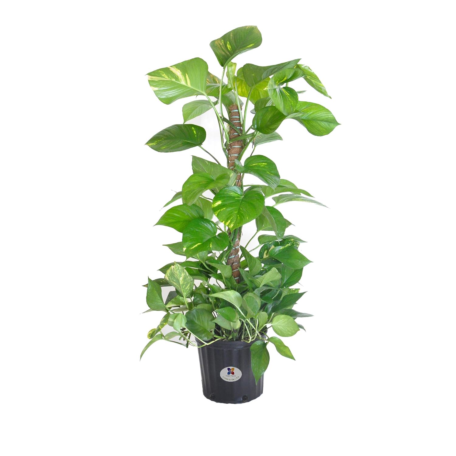 Best live plants for living room