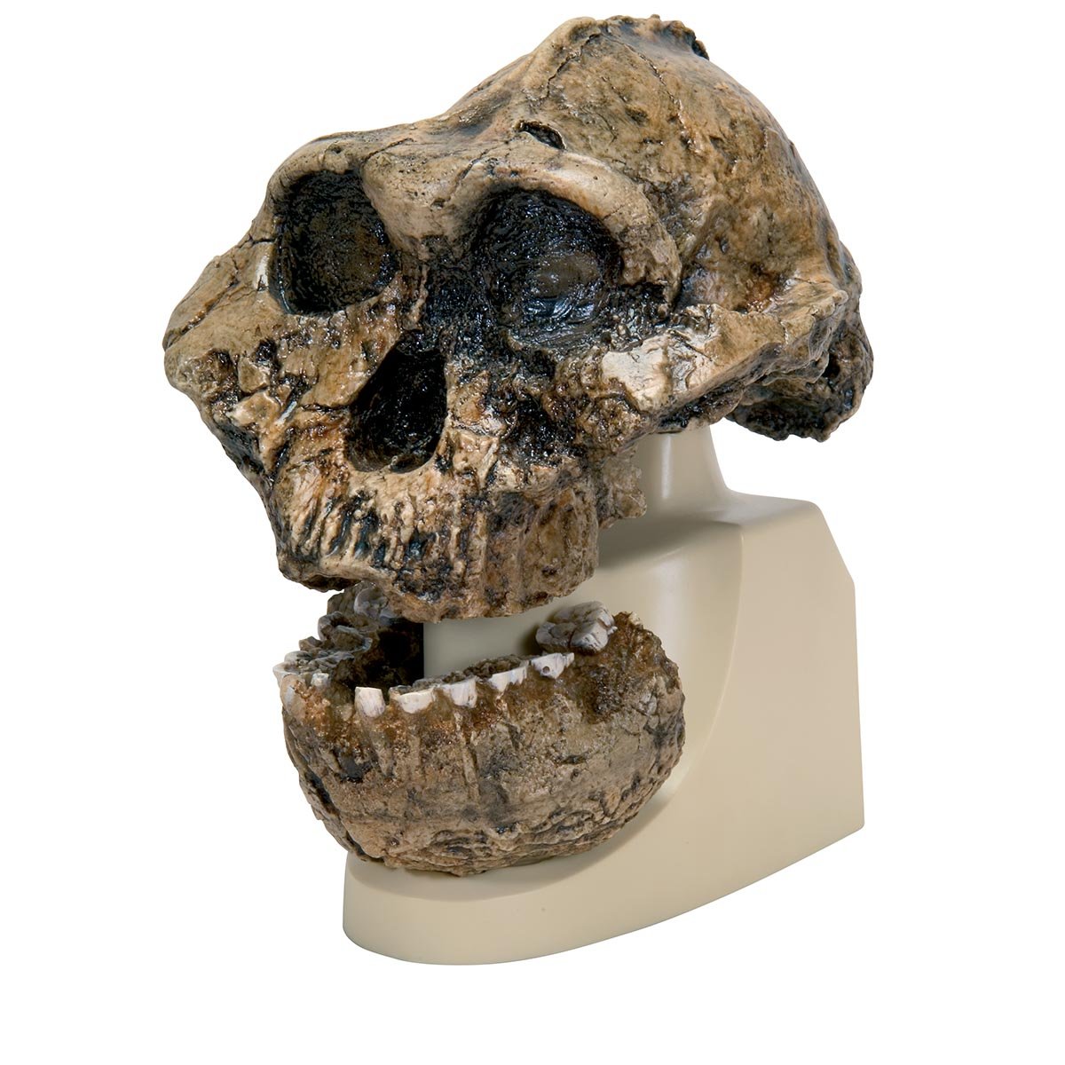 3B Scientific VP755/1 Australopithecus Boisei Skull (KNM-ER 406 + OMO L7A-125) Model, Replica