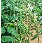 30PCS Bush Green Yard Long Bean Seeds Green Cowpea Heirloom Garden Seeds