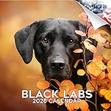2025 2026 Labrador Black Calendar - Dog Breed