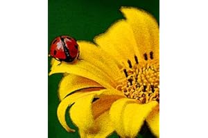 YAKOLECI Latch Hook Kits for Adults, Color Printed DIY Crafts Needlework Arts Rug Sewing Carpet for Home Decoration Festival Gift 23.6''X15.8'' (Ladybug Sunflower) (YA-003)