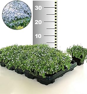BALDUR-Garten Winterharter Bodendecker Isotoma 'Blue Foot®', 25 Pflanzen Isotoma fluviatilis trittfest, Blauer Bubikopf Gaudich Rasen-Ersatz