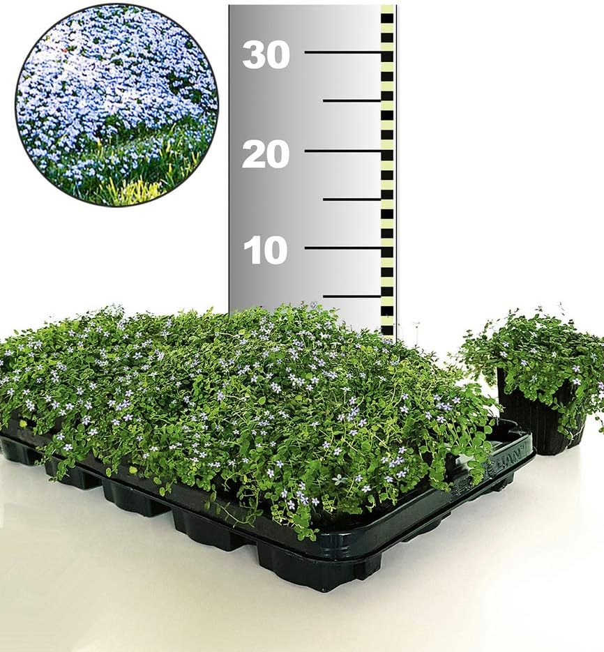 BALDUR-Garten Winterharter Bodendecker Isotoma 'Blue Foot®', 25 Pflanzen Isotoma fluviatilis trittfest, Blauer Bubikopf Gaudich Rasen-Ersatz