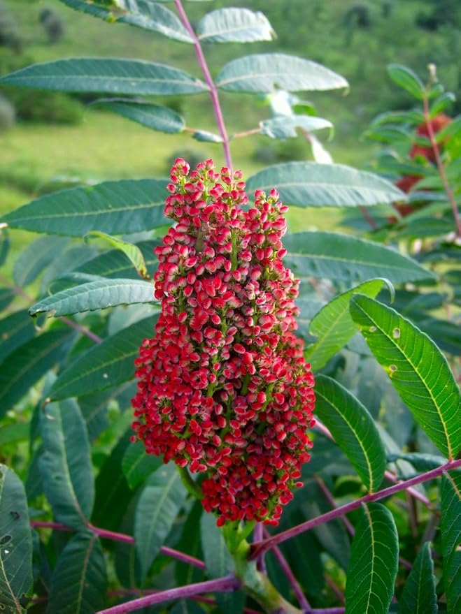75 SMOOTH SUMAC TREE Red Berries Rhus Glabra Borealis Seeds Amazon.co