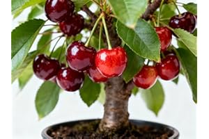 30 Non-GMO Heirloom Cherry Tree Seeds - Grow Sweet & Juicy Fruits in Your Home Garden, Patio Container Planting, Self-Fertile