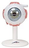 3B Scientific Eye, 3 Times Full-Size, 6-Part