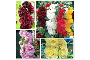 KCT GARDEN Hollyhock Seeds, Pack of 700+ Carnival Mix Double Hollyhocks Flower Seeds, Flower Seeds for Planting
