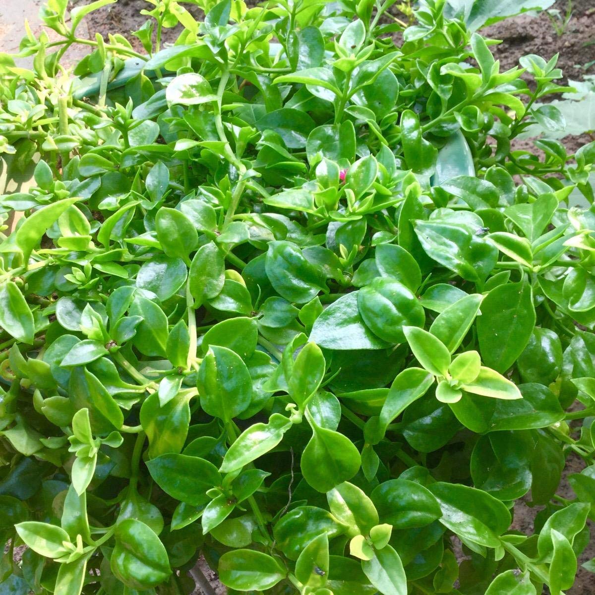 Panax Notoginseng Flower Seeds 10+ Heirloom Organic Vegetable Herb Seeds Easy to Grow for Home Garden Yards Planting