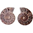 Ammonite Fossil Snail Specimen, 2 Pcs mmonite Fossil Specimen Shell Madagascar Natural Stones and Minerals With Ancient History for Basic Biological Science Education(Diameter 4cm)