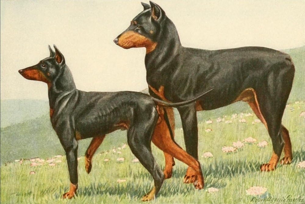 manchester terrier doberman pinscher