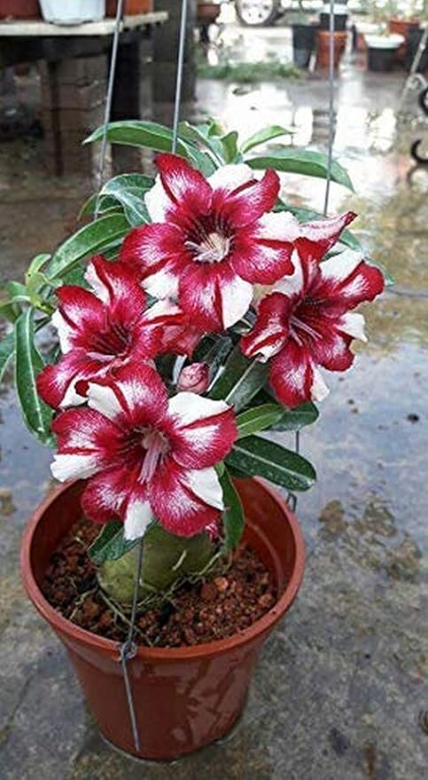 Creative Farmer Bonsai Live Plant Rare Exotic Adenium Obesum Red White 1 Healthy Small Seedling Plants For Garden Indoor (1 Live Bonsai Plant) (PLANT-93-ADENIUM809ll@)