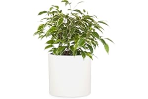 Fox & Fern 8 Inch Plant Pot with Drainage Plug — Premium Lightweight Fiberstone Matte White Planter; Indoor & Outdoor Planter; 8 Inch Pots for Plants; Weather Resistant & UV Resistant
