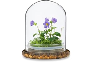 BLOOMIFY Award Winning: Persian Violet with Sundew Moss - Live Flower Terrarium in Self Sustaining Glass Jar, Maintenance Free and Blooms All-Season, Great Unique Gift and Home Decor, 100% Growth Guarantee