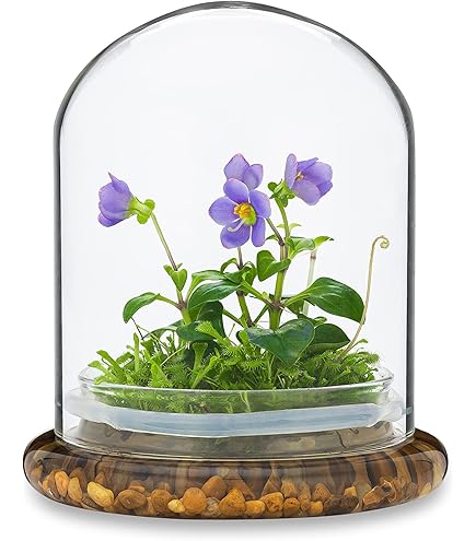 Amazon.com: Maintenance Free Live Pitcher Plant (Nepenthes tobaica