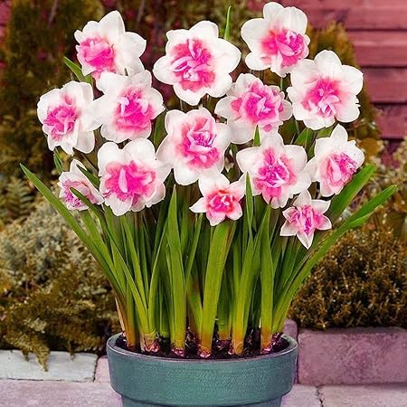 Amazon スイセン球根 ピンクの水仙の球根 非常に珍しい花 10球根 花