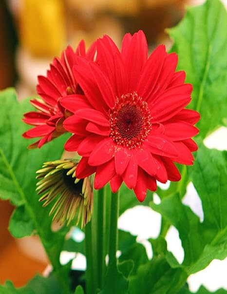 Navya germination Gerbera Beautiful Flower Seeds In Different Colors F1 Hybrid Special Pack For Your Home Plant and Gardening This Seeds Prepared Like Organic