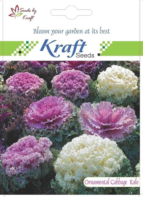Ornamental Cabbage OR Kale Flower Seeds by KRAFT SEEDS