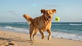 The Dog's Balls Dog Tennis Balls Yellow Medium 12-Pack High Visibility view 7
