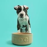 Mason Cash Cane Dog Bowl 13cm Small Stoneware 400ml Dishwasher Microwave Safe view 2